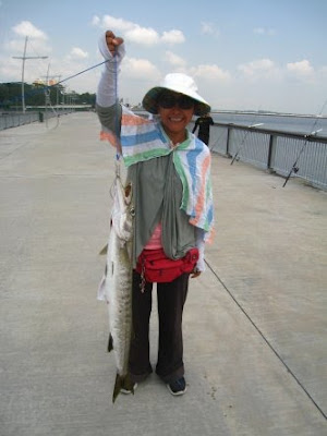 Barracuda also know as Saw Kun 沙君 or Ikan Kacang weighing 3kg plus Caught by Joanne At Woodland Jetty.