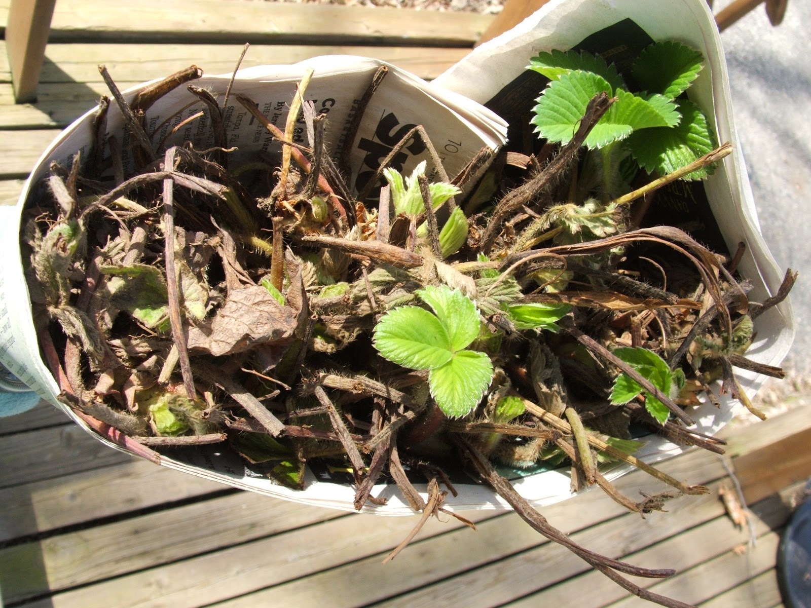 Green Zebra Market Garden Planting Dormant Strawberry Crowns