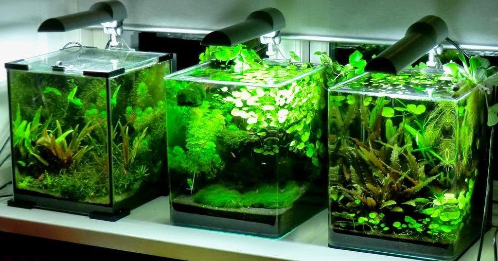 All about betta fish Nano Aquascaping best suited for Plakats