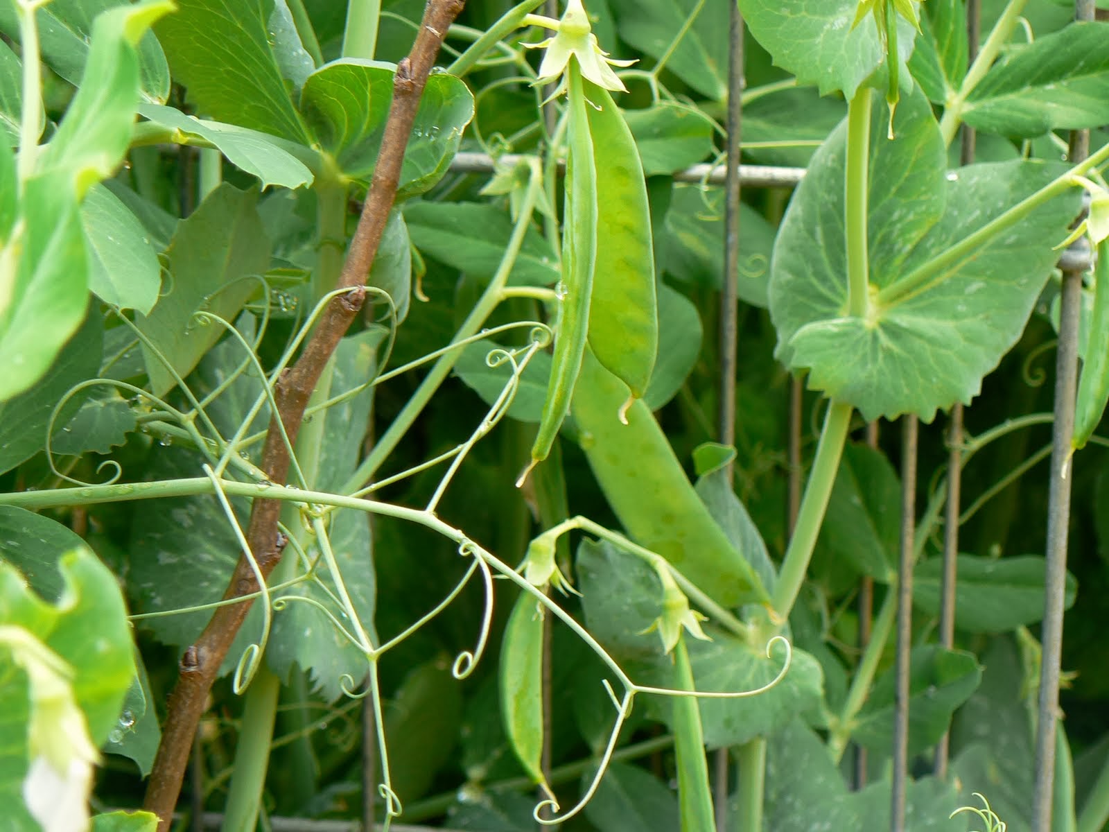 HOW TO GROW PEAS FROM SEED The Garden of Eaden