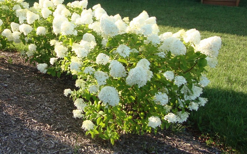 Dr. Dan's Garden Tips The Range of Hydrangea
