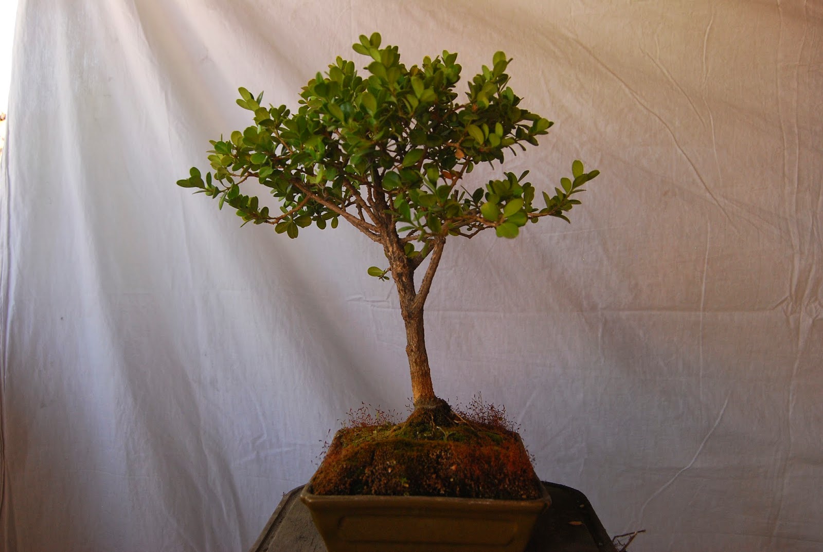 Bonsai en el Estado de México marzo 2014