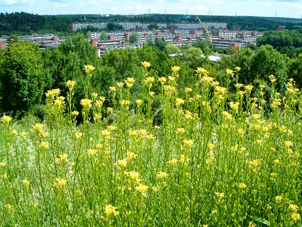 Vårbergstoppen Vårbergstoppen