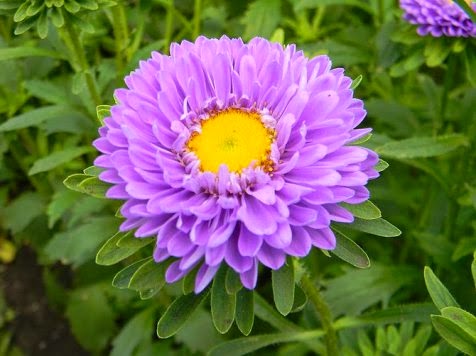 Aster Aster