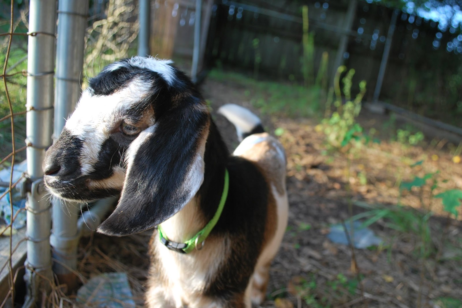 HighTail Farms Buck picking