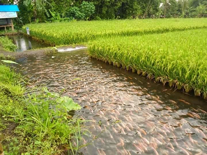 In Photos : Amazing Ricefish farming in China, Indonesia Captivates Netizens In Photos : Amazing Ricefish farming in China, Indonesia Captivates Netizens