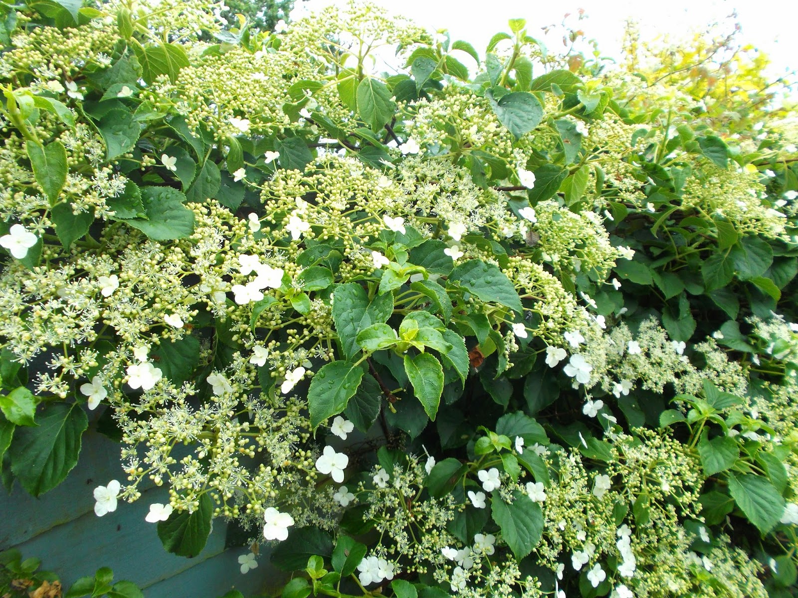 The Delights Of A Climbing Hydrangea