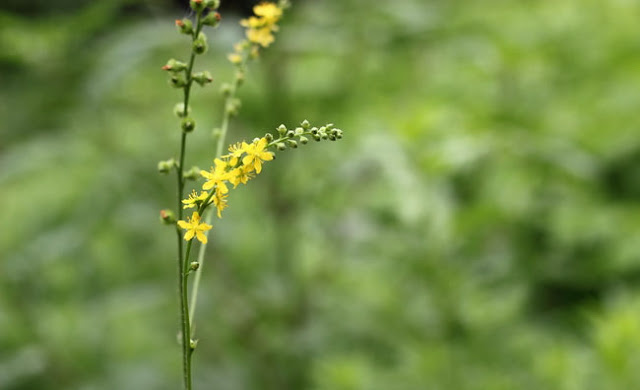 Agrimony Flowers Pictures