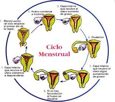 Ciclo  Menstrual