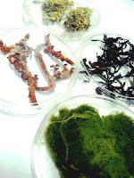 seaweed to ethanol