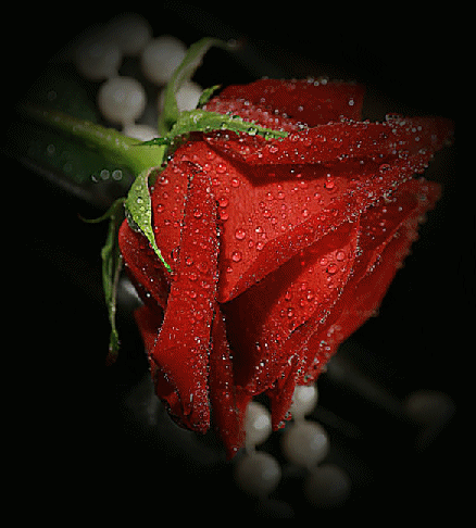 Imágenes de Rosas de Amor Imágenes de Amor