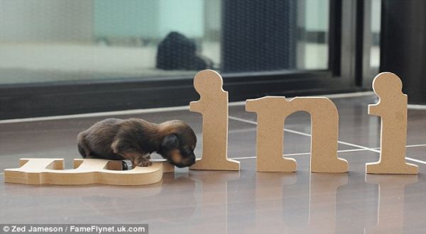 Mini, Anjing Terkecil Di Inggris [ www.BlogApaAja.com ]