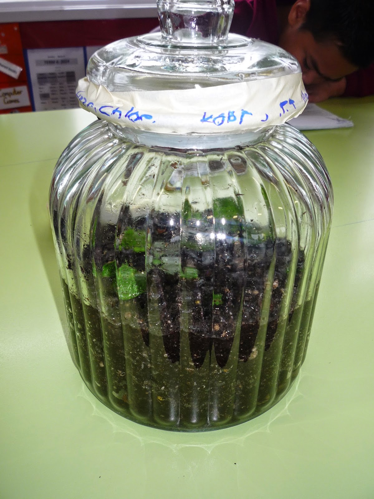 Mrs Naidoo Room 15 How Terrariums work as selfmanaging gardens and