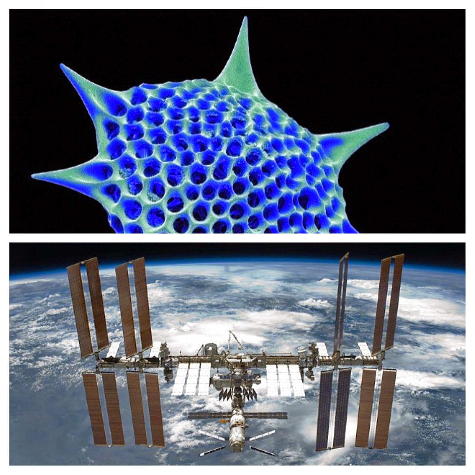 LIfe in Space — Plankton at ISS Chromographics Institute