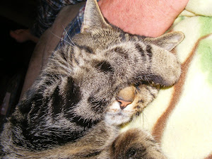 OUR FELINE FURBABIES