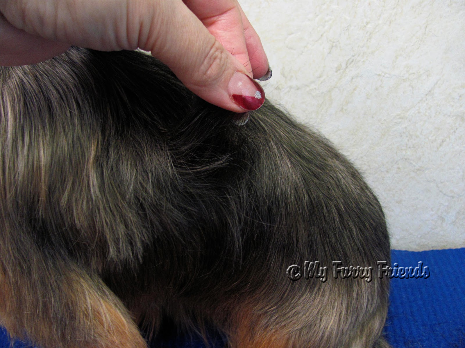 yorkie ear infection symptoms pictures of leather ear on a yorkie hairstyle 2013 yorkie ear infection symptoms pictures of leather ear on a yorkie hairstyle 2013