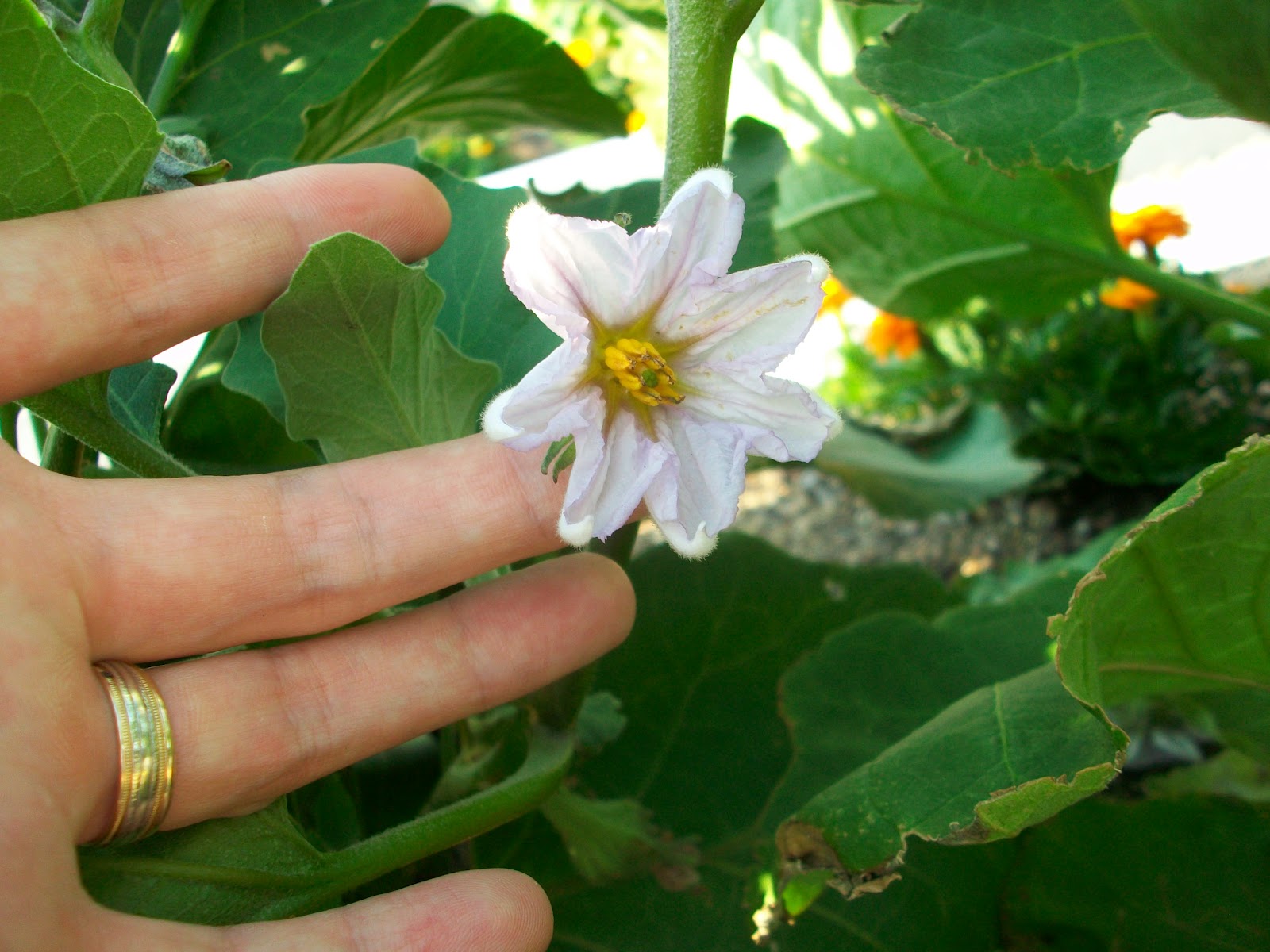 Edible Skyline A Rooftop Revolution in Milwaukee How to turn eggplant