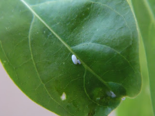 Mealy bug visible on Cesturm leaf