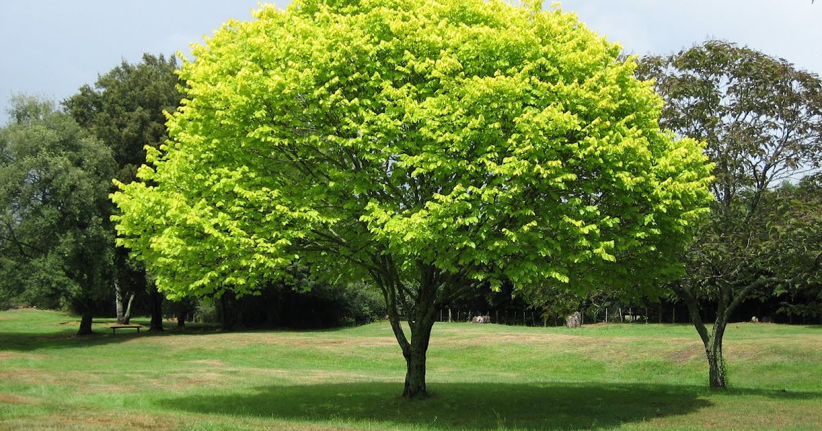 Morning Musings Why Trees are Important?