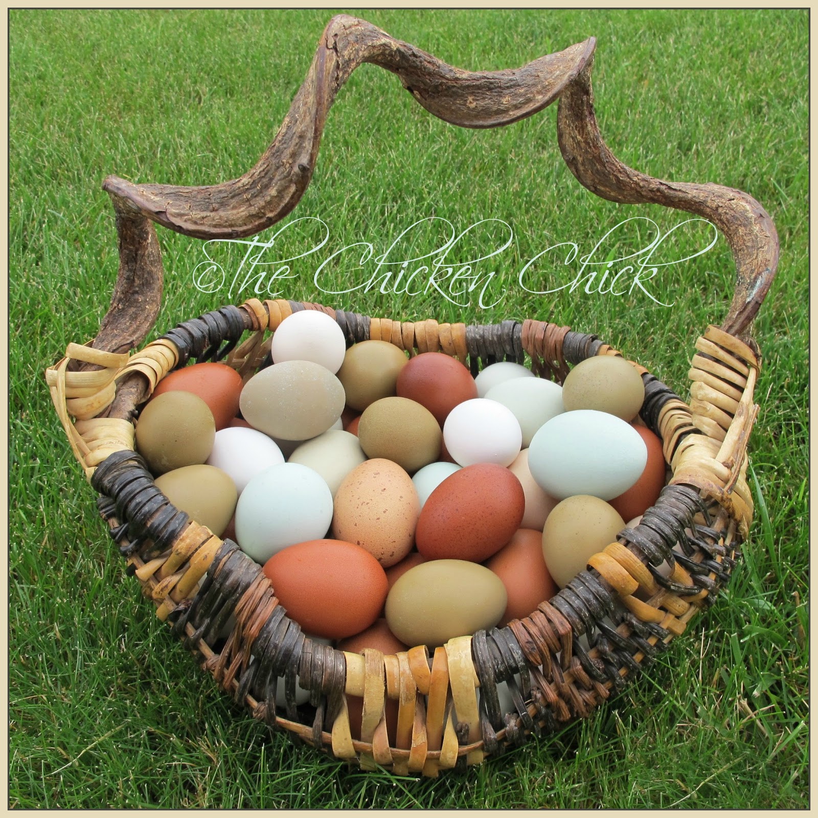 Handling and Storage of Fresh Eggs from Backyard Chickens The Chicken Chick®