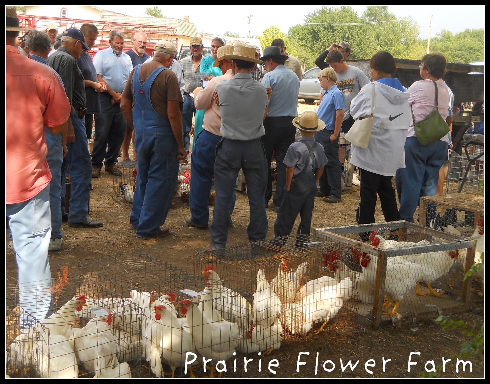 Prairie Flower Farm Yoder Chicken Auction....so much fun!