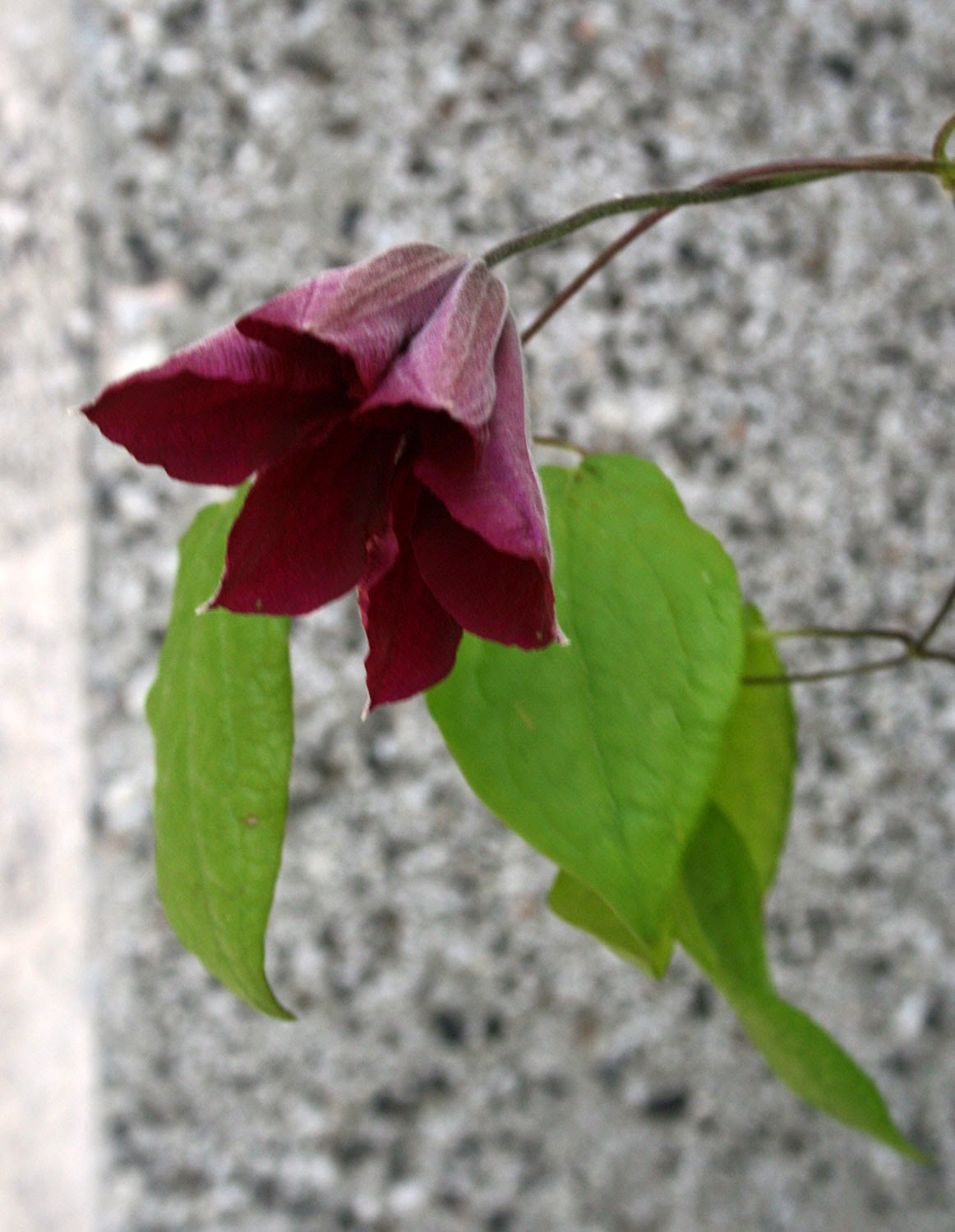 The first Clematis is open The first Clematis is open