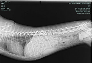 Victoria Park Animal Hospital: The Mystery of Bladder Stones