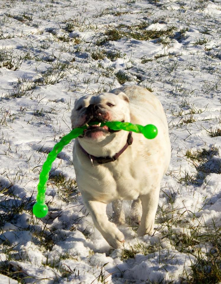 Hundespielzeug Kong SafeStix ELDOGRADO.de