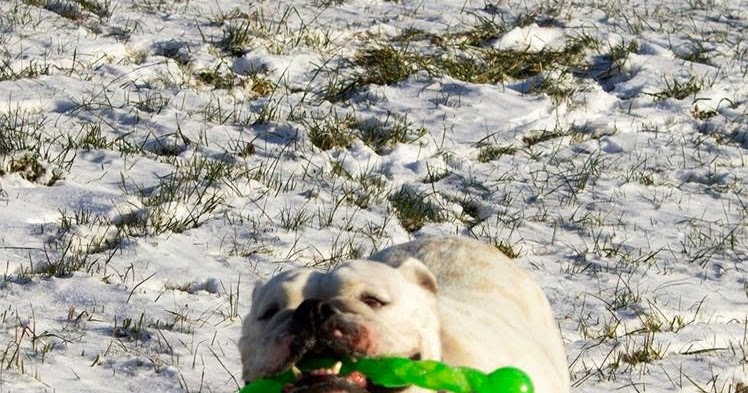 kong hund gefährlich