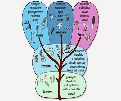 Quest #1: Bacteria Vs. Protista Venn diagram fungi quiz diagrams 