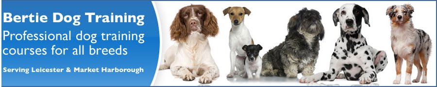 Bertie Dog Training Blog