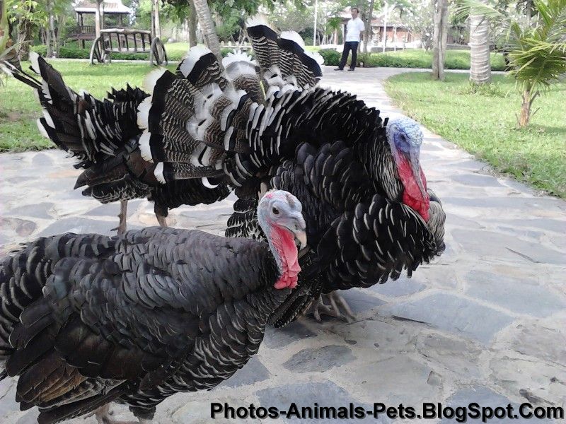 Dangerous of Wild Animals Turkey bird pictures