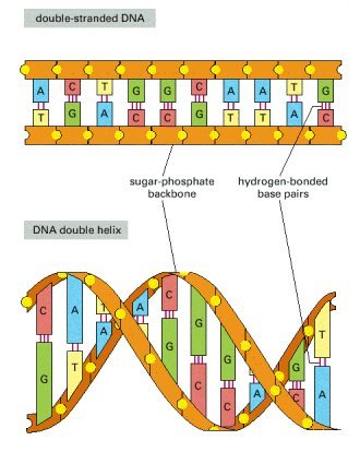 diagram of a dna strand unseen collection dna structure dna synthesis dna diagram of a dna strand unseen collection dna structure dna synthesis dna