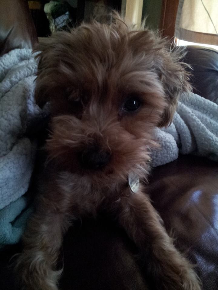 my yorkie has fleas diy diy flea tick and mosquito repellent for dogs and my yorkie has fleas diy diy flea tick and mosquito repellent for dogs and