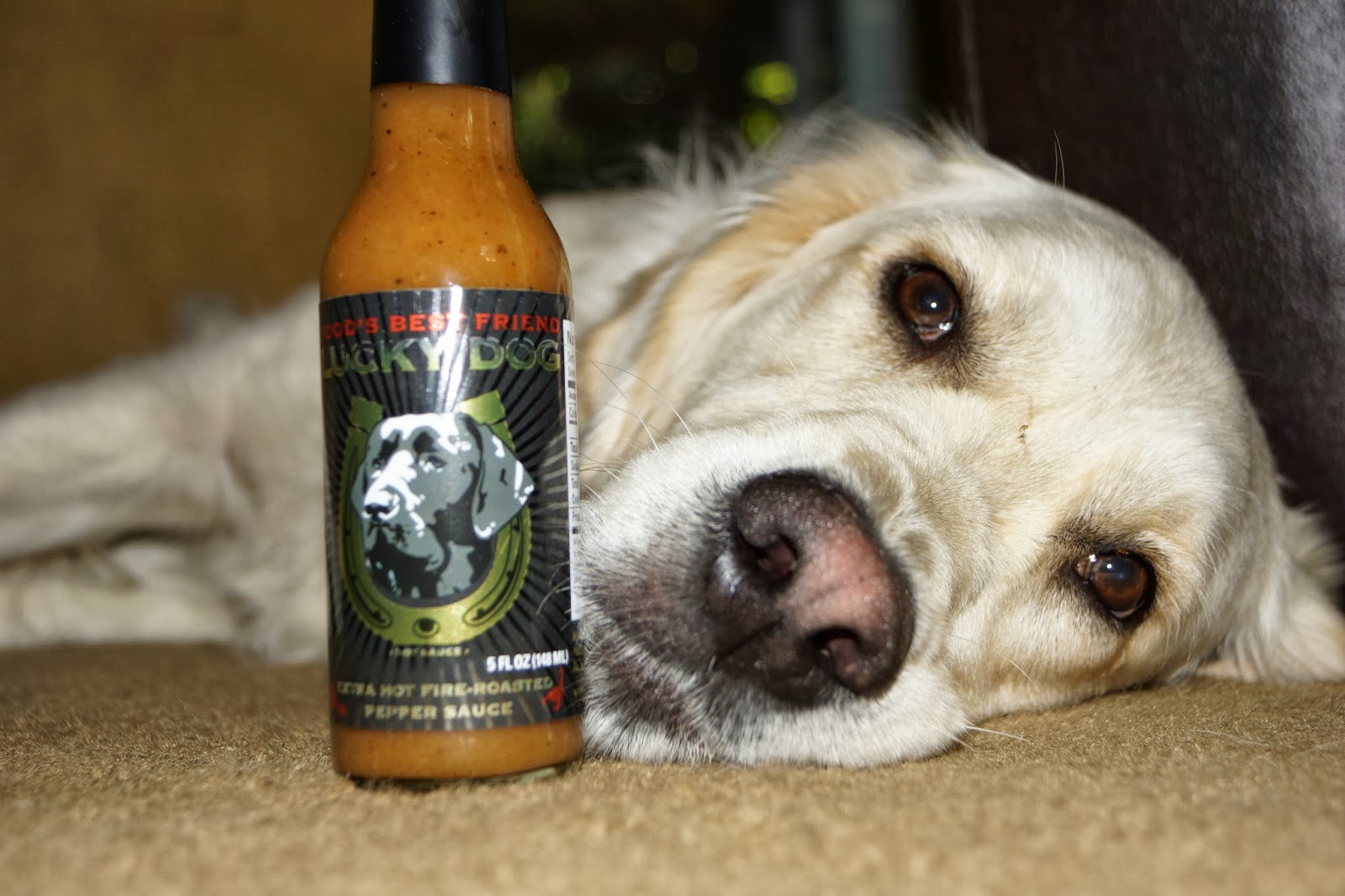 MAD MEAT GENIUS: LUCKY DOG