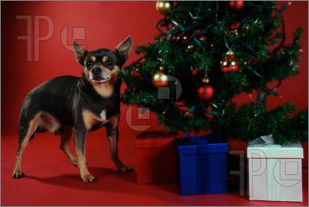 Christmas Chihuahua Christmas Chihuahua