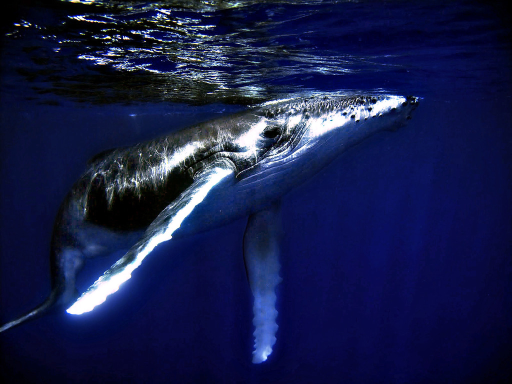http://4.bp.blogspot.com/-V3LHSZqSZbc/T1-FoWKqbQI/AAAAAAAAC_A/vkRj_8-cShc/s1600/HUMPBACK_WHALE_Wallpaper_kit8h.jpg