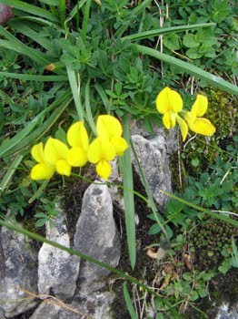 Lotus cornicolatus (Ginestrino, Mullaghera)