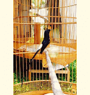 Burung Murai Batu Medan Super