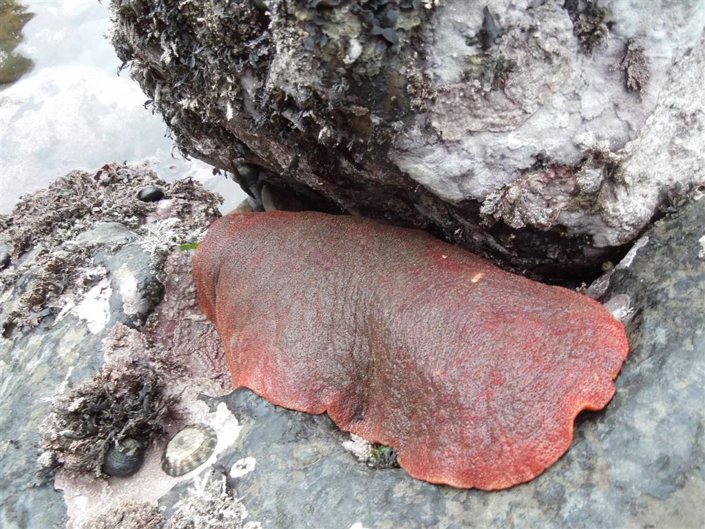 Mendonoma Sightings Gumboot Chiton seen in tide pools by the
