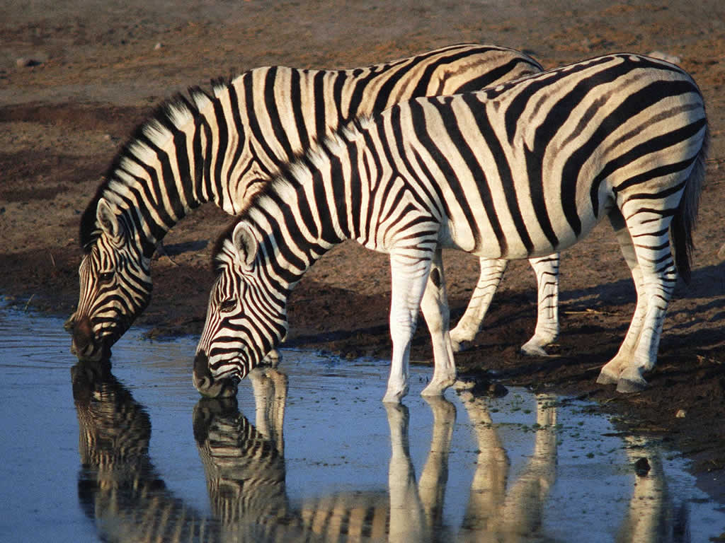 http://4.bp.blogspot.com/-V3evBdHz9CM/T6lMIJ93hTI/AAAAAAAAeFU/pia7u2FoszE/s1600/2zebra.jpg