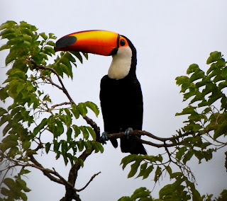 Toco Toucan