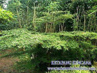 KETAPANG KENCANA KETAPANG KENCANA