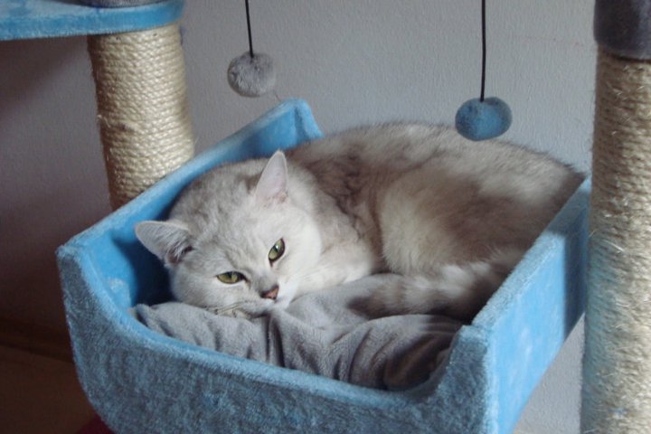 Si Silverbuttons Cattery Of Silver And Golden Shaded British