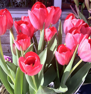 Tulips at Stein Your Florist Co.