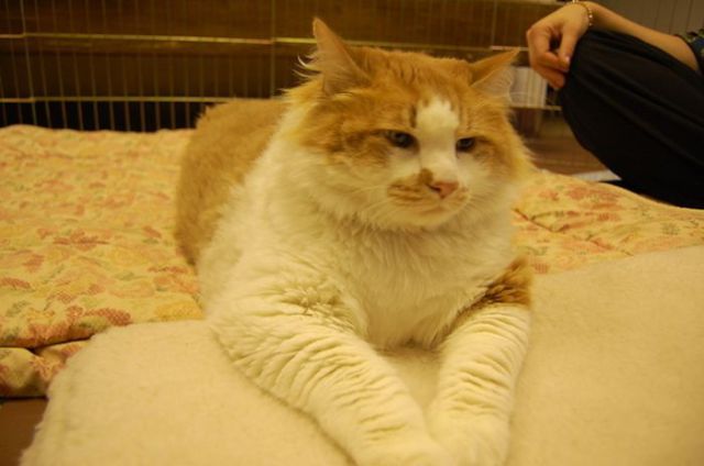 Funny Cool Pictures The Fattest Cat