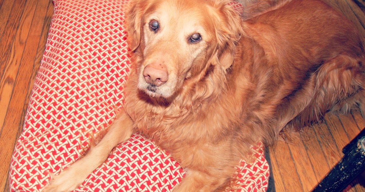 Boots And Barkley Dog Bed Cover at Jordan True blog