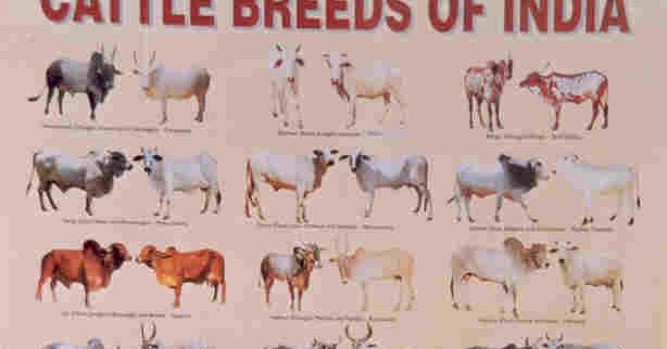Indian Indigenous Cattle: Cattle Breeds of India poster by NBAGR