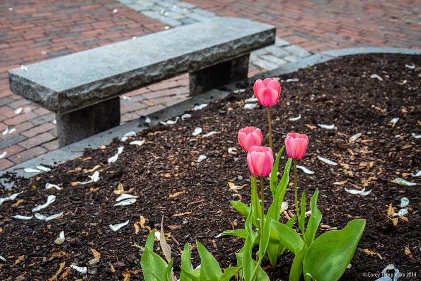 Flowers at Post Office Park Old Port Portland, Maine May 2014 Photo by Corey Templeton