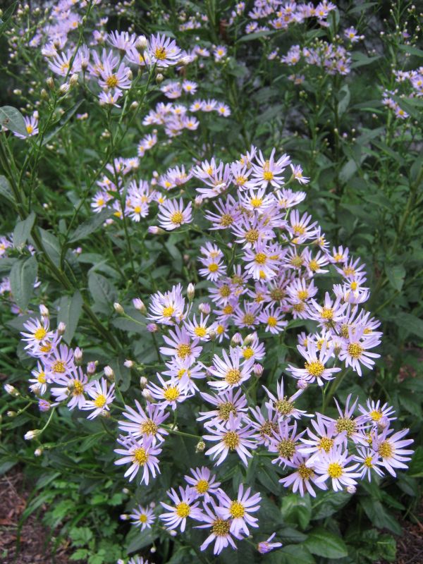 Aster Dumosus Alert